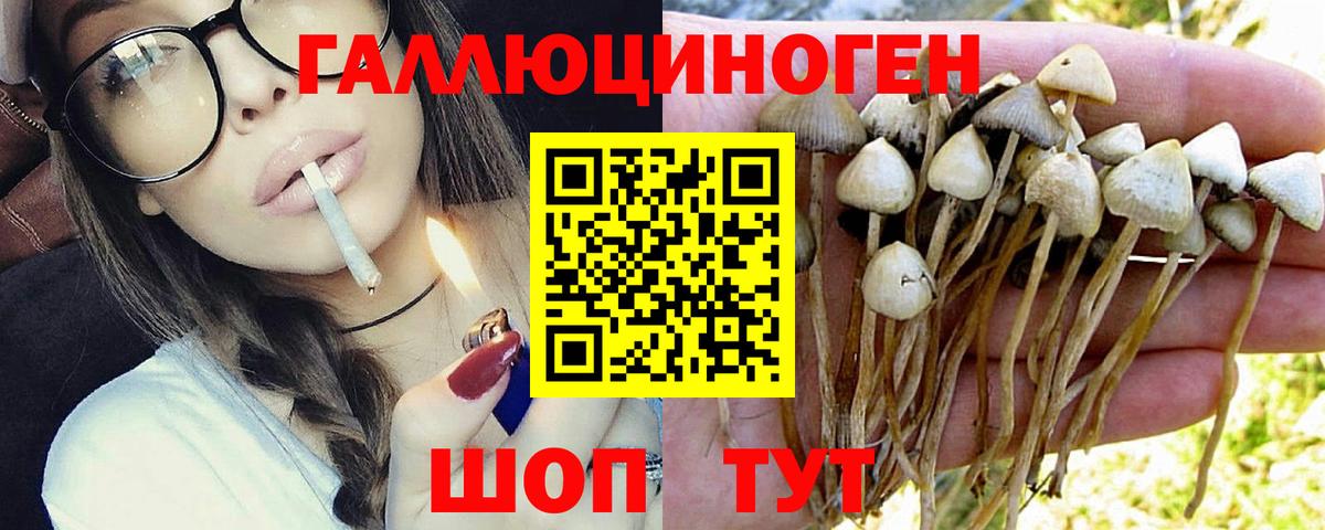 Богородск  Псилоцибиновые грибы мицелий  Вход с VPN  Псилоцибиновые грибы Magic Shrooms 